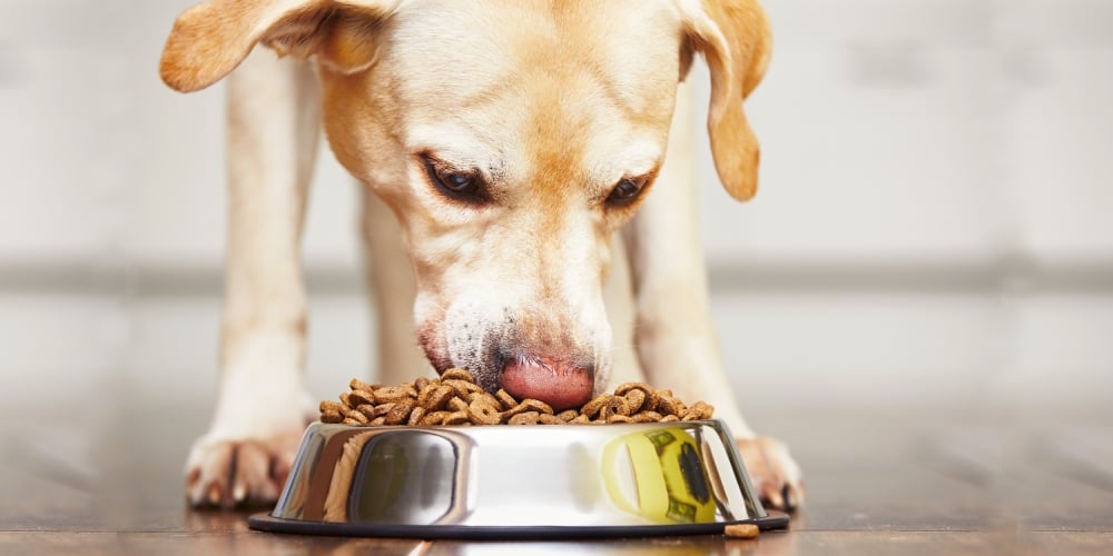 ALIMENTO MASCOTA DOG FOOD (1)