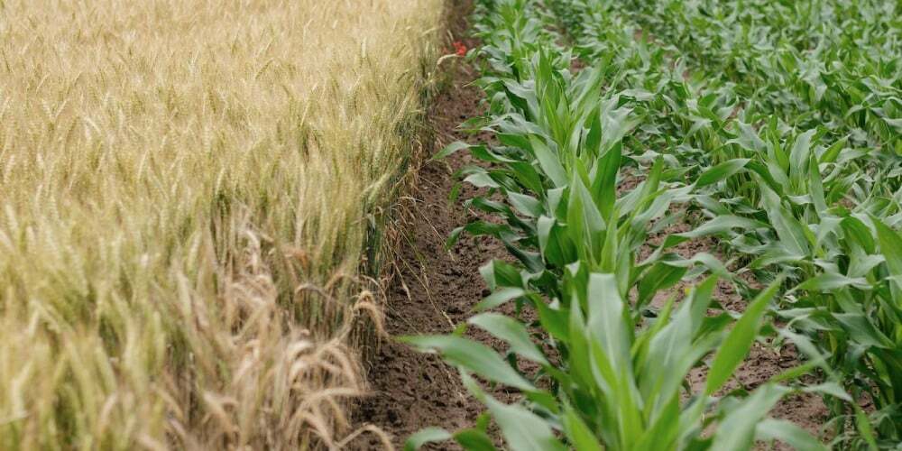 AGRO CAMPO FOOD
