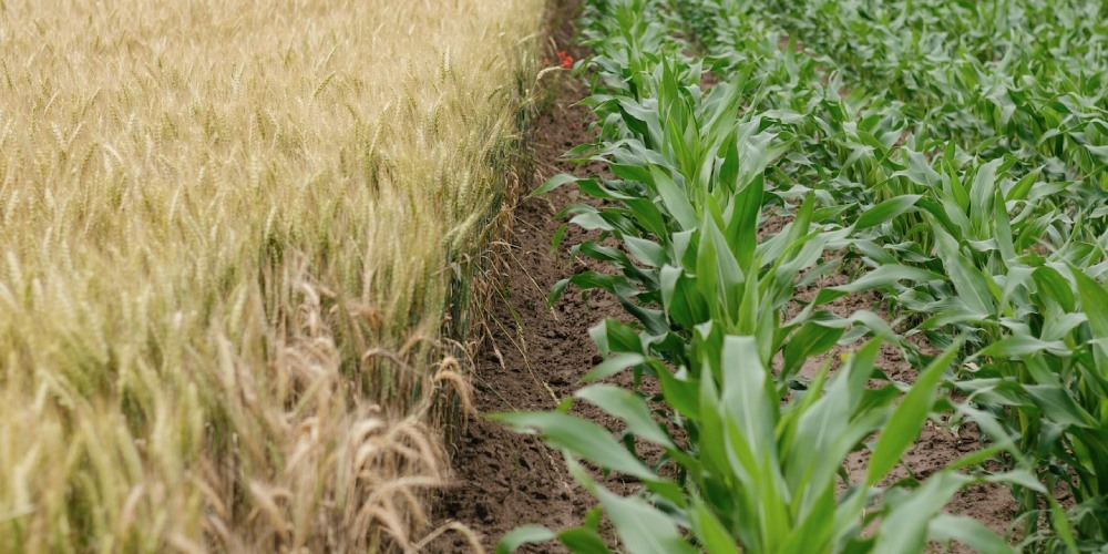 AGRO CAMPO FOOD