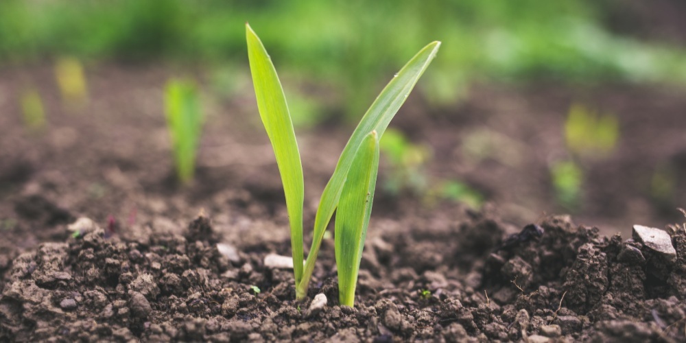 Chilean start-up adapts seeds for irrigation with seawater