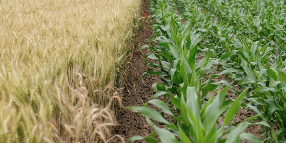 Three advantages for agribusiness investment in Chile