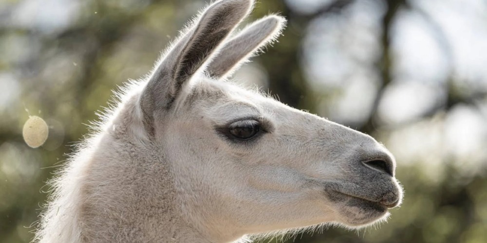 El súper poder de las alpacas contra el covid-19
