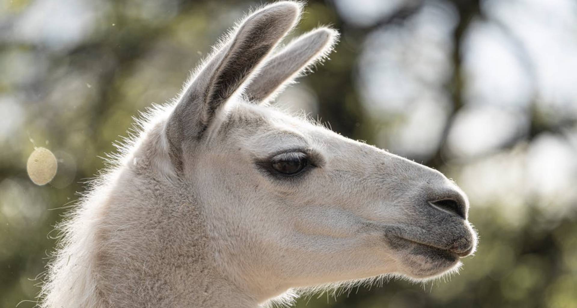 Alpacas’ superpower against COVID-19