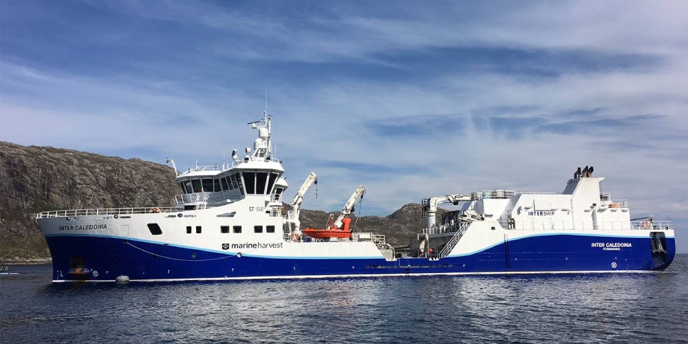 Norwegian company to transport salmon in Chile