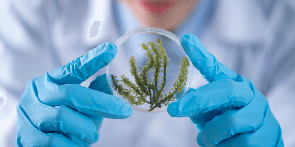 Chile is the most attractive country in Latam to invest in Biopharma