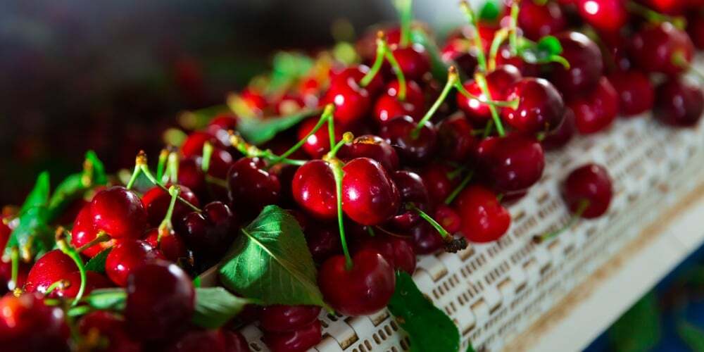Cerezas chilenas desafían el cambio climático
