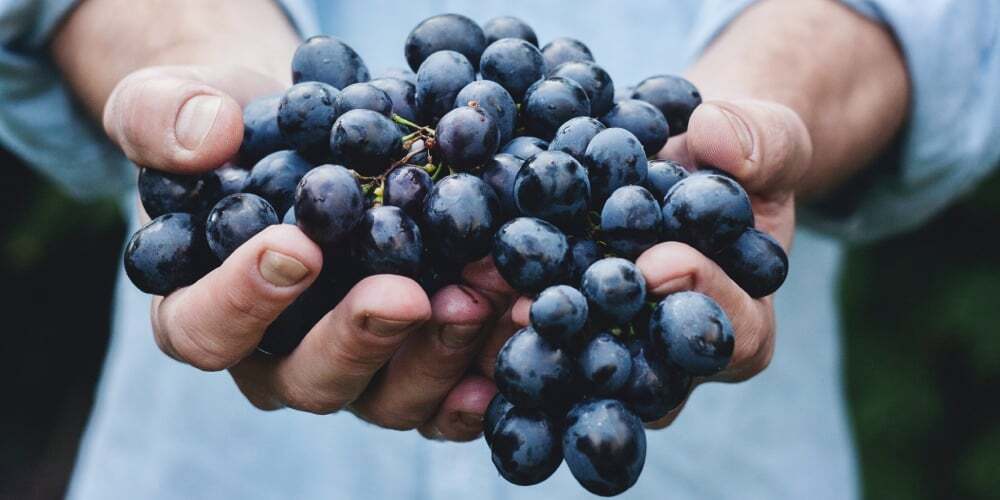 Industria alimentaria: Multinacionales eligen a Chile como plataforma
